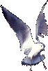 mouette5trans png